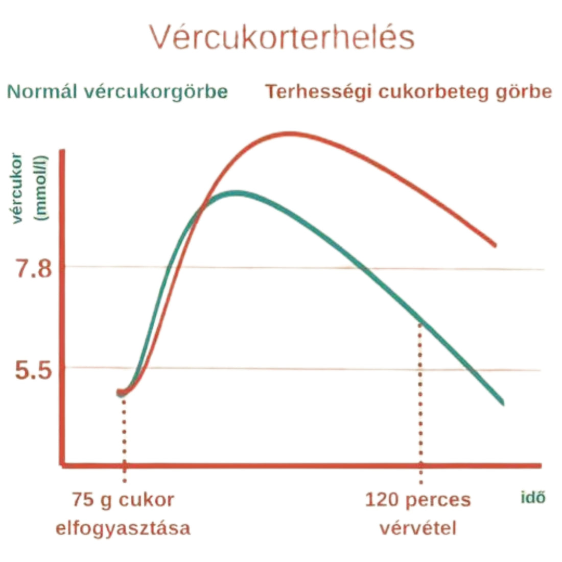 Terhességi cukorgörbe