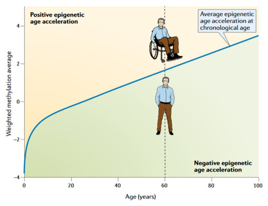 epigenetic age