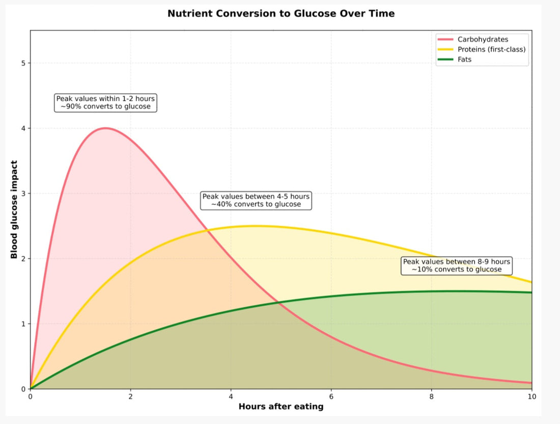 Nutrient Conversion to Glucose Over Time