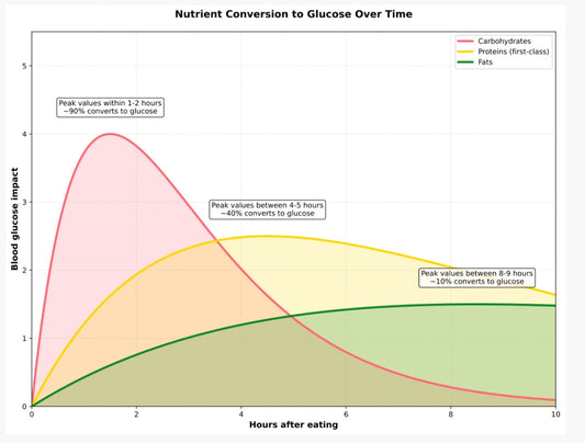 Nutrient Conversion to Glucose Over Time