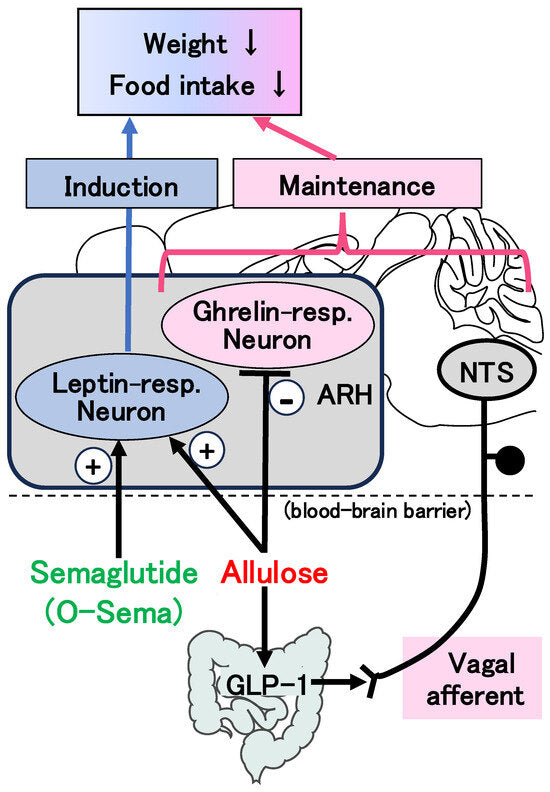 This figure illustrates the weight loss and appetite regulation mechanisms of Semaglutide (a GLP-1 receptor agonist) and Allulose via the gut-brain axis.